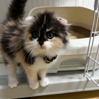 マンチカンの🐈coco🐈 (@nekonococo1226) 's Twitter Profile