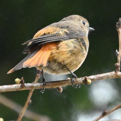 東山動植物園によく行きます。日本モンキーセンターに今よりも行きたいな(^^)。身近に見られる野鳥の名前をもっと知りたいです。