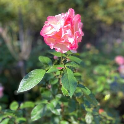 z_uj0's profile picture. ミュージカル🎵ド根性シアター俳優🧸