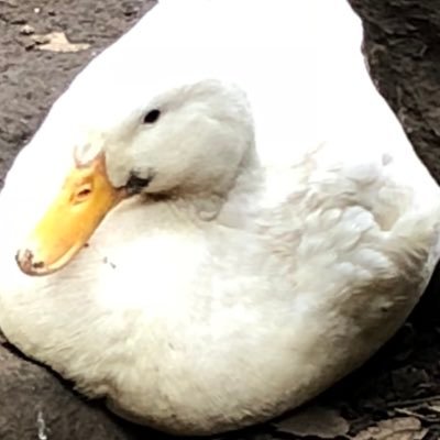 マックフリーデ🥐💛🌿さんのプロフィール画像