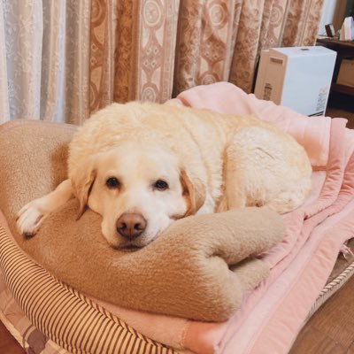 名前はパルム。ラブラドールレトリバー 元盲導犬。リタイア犬 。2010年10月16日生まれの男の子。寝ること大好き。耳掃除死ぬほど嫌い。おっとりマイペース。