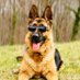 german_shepherd.fans (@germans09688550) Twitter profile photo