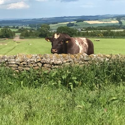 Upland Sheep and Beef farmer ,Scotland , Brambleberry/Blackthorn pedigree beef shorthorns. The latest southern intruder across the Scottish border.