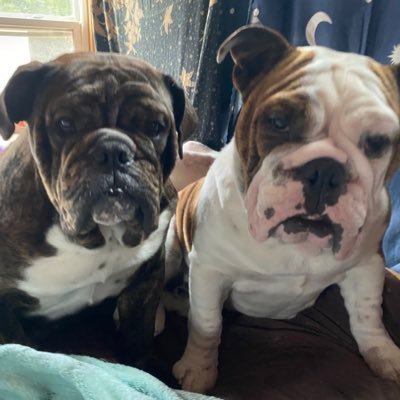 amandawoodelf's profile picture. Artisan, rescuer