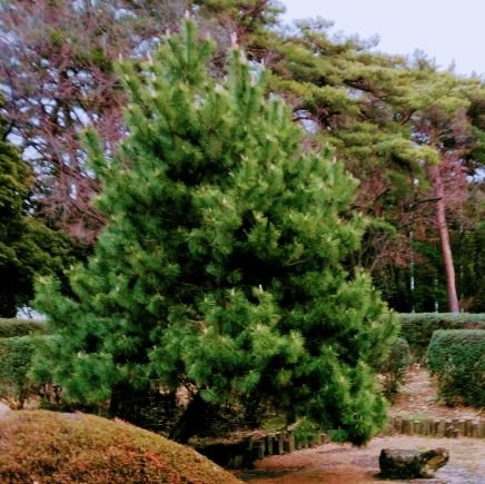 wK5N2VfPz8jZrVh's profile picture. 豹変妻から脅され続け何の主張もできない状況から、1年半掛けて持ち直すも、突然に子を連れ去られた。離婚調停を経て、現在離婚訴訟中。目に映るものが無になった。子の成長を見られないまま1日1日過ぎてく事が耐えられない。そして2回も季節が巡ってしまう。また愛する子と一緒に暮らしたい。愛する子との時間を返せ。せめて今すぐ会いたい