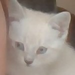 Slava "Astra" Romanov (@kitten_astra) 's Twitter Profile
