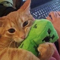 Jayden (@hateone4) 's Twitter Profile