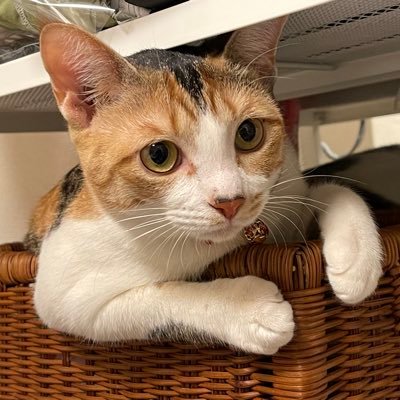 なおごんさんのプロフィール画像