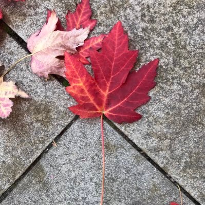 mfclarke3's profile picture. Retired radio and television producer.