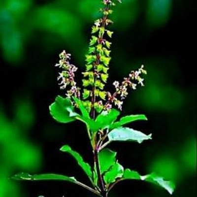 JharokhaB's profile picture. 