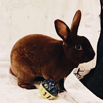 Dewey 🐰 🥰👹🦦 adopted Mini Rex and Angela 👩🏻‍🔬🧪🧫 R&D Scientist. she/her