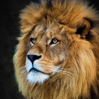 jafeeribrahem's profile picture. لا تبكِ على من لا يبكي عليك.