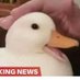 .duck (@m00nm0_0n) Twitter profile photo .duck (@m00nm0_0n) Twitter profile photo