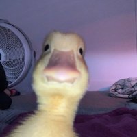 Kruuni (@kruunifn) 's Twitter Profile