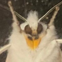 Rist🐀 (@rist_555) 's Twitter Profile Photo