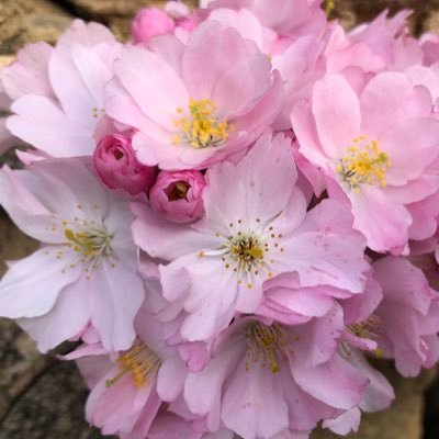 bearcalins's profile picture. 🔞🔞compte interdit aux moins de 18 ans 🔞 ici mec gay