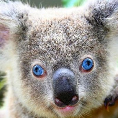 Koala1Ya's profile picture. Member of 100X Ambassadors team