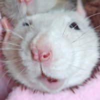 rat squinks 🐀(@RatSquinks) 's Twitter Profile Photo