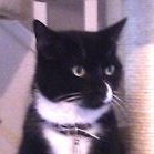 lee_cats2's profile picture. 