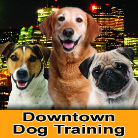 DTDogTraining's profile picture. Welcome to Downtown Dog Training, the only company specializing in the urban canine! Get the most out of your relationship with man's best friend!