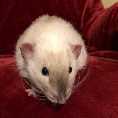 Rats2323 Profile Picture