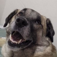 OXI (@oxicumar) 's Twitter Profile