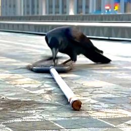 sumi36641's profile picture. ほぼ不在