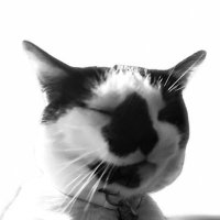 THAT CAT (@nokittymypotp1e) 's Twitter Profile