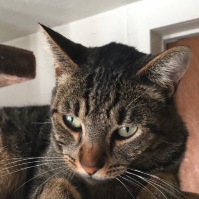 Elric6969's profile picture. Taken. Just watching the world burn