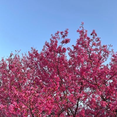 jyukujyoderi's profile picture. 人妻 デリ嬢 無言フォロー失礼します お仲間さんいたら愚痴りあいましょう p活さんはごめんなさい ホストとスカウトもいりません