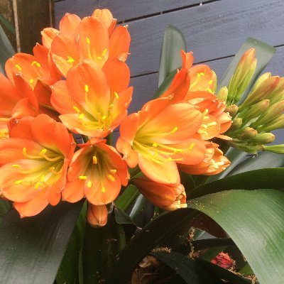 DesihnD's profile picture. 