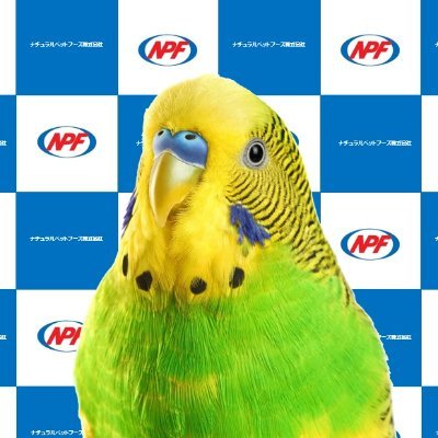 ナチュラルペットフーズ㈱の公式アカウント🐥🐰
商品情報やイベント出展・キャンペーン情報などをお届けします。
YouTube➡ https://t.co/0IV68xD2Sg