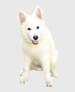 green_gabriel's profile picture. sou um garoto radical e que simplesmente amo animais sou fã do Green Day,Oasis,Mcfly,Rammstein e Soad toco contra-baixo e estou em busca da felicidade.