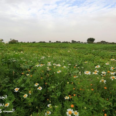 الربيع مبتسمًا 🌹🌹