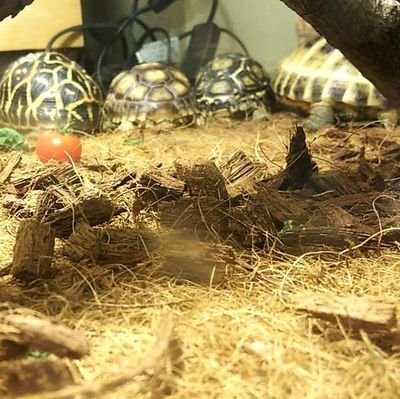 🐢リクガメ３匹
オカメインコ6羽セキセイインコ8羽
ウサギ１羽動物達との生活楽しんでます。