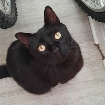 lu4nbuji's profile picture. *Ah la religión-dijo Puelles, y otra vez el poeta oculto asomaba-: la peor y más perfecta intolerancia de los hombres* La carroza de Bolívar. Evelio Rosero.