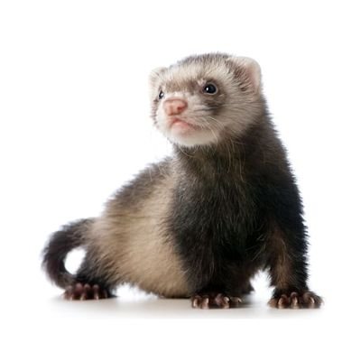 A guy who is just upset at the state of American democracy right now. I also like ferrets.