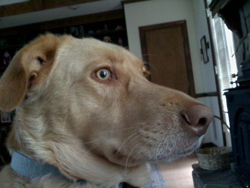 RAMBO28538's profile picture. prepping and striving to maintain a country for our future generations to come