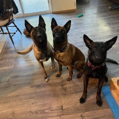 BlazingDogs's profile picture. It’s not just about the https://t.co/GhtwWxZu6a’s about: new Ideas; Setting a New Path and Moving Forward as the fire does. Blazing a new Path to training your dog.