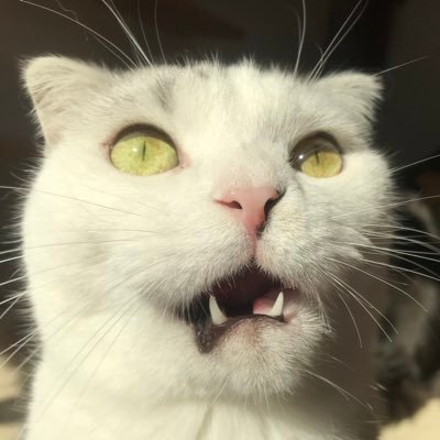 min_min_naa's profile picture. 言うこと聞かない2歳児と、よく吠えるワンコに翻弄される毎日。愚痴やら独り言のアカウントです。