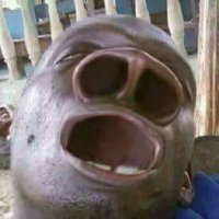 Sultan69 (@sultan602468690) 's Twitter Profile