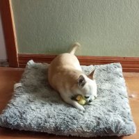 Moose, Meerkat, Coyote & 🌈 Stinky 🇺🇦 (@colterfarrow) 's Twitter Profile