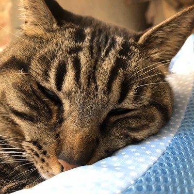 前はクリ おにぎりだったものです。 名前を変えておにゃぎりとなりました。料理に始まり、プログラミングや、本で学んだことなどを発信(アウトプット)していきます。