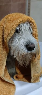 Buzzyni's profile picture. zujalo