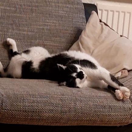 torverjaeger's profile picture. 