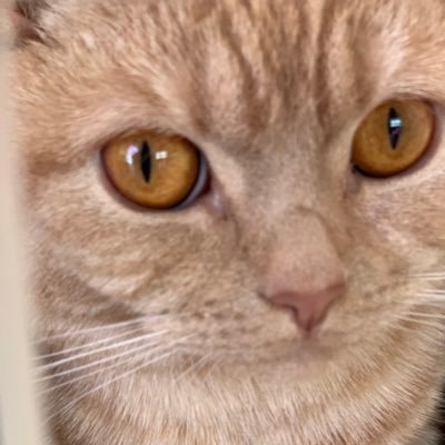 touyukunneng's profile picture. Webエンジニア 1/2年目 フロントエンドエンジニア　Vue/React/Next Js/GQL