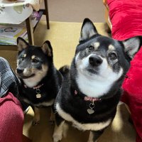 ノアパパ_トム (@tom_auone) 's Twitter Profile