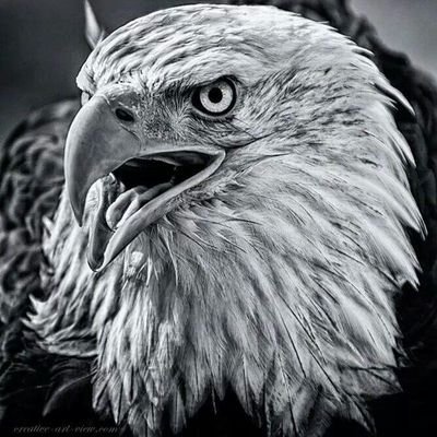 saeedafzalkhan1's profile picture.