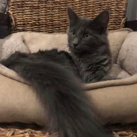 Hersch777 (@herschnft) 's Twitter Profile