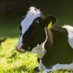 EU Sustainable Dairy Ireland (@eudairyire) Twitter profile photo EU Sustainable Dairy Ireland (@eudairyire) Twitter profile photo